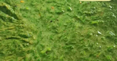 चने की यह सब्जी, जानें घर पर बनाने का आसान तरीका