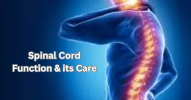 रीढ़ की हड्डी तंत्रिका तंत्र का एक अनिवार्य हिस्सा | स्पाइनल कॉर्ड इंजरी | कार्य व लक्षण