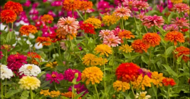 फरवरी में इन पौधों को लगाएं, घर की बालकनी फूलों के साथ महकने लगेगी, बहुत कम देखभाल की जरूरत होगी